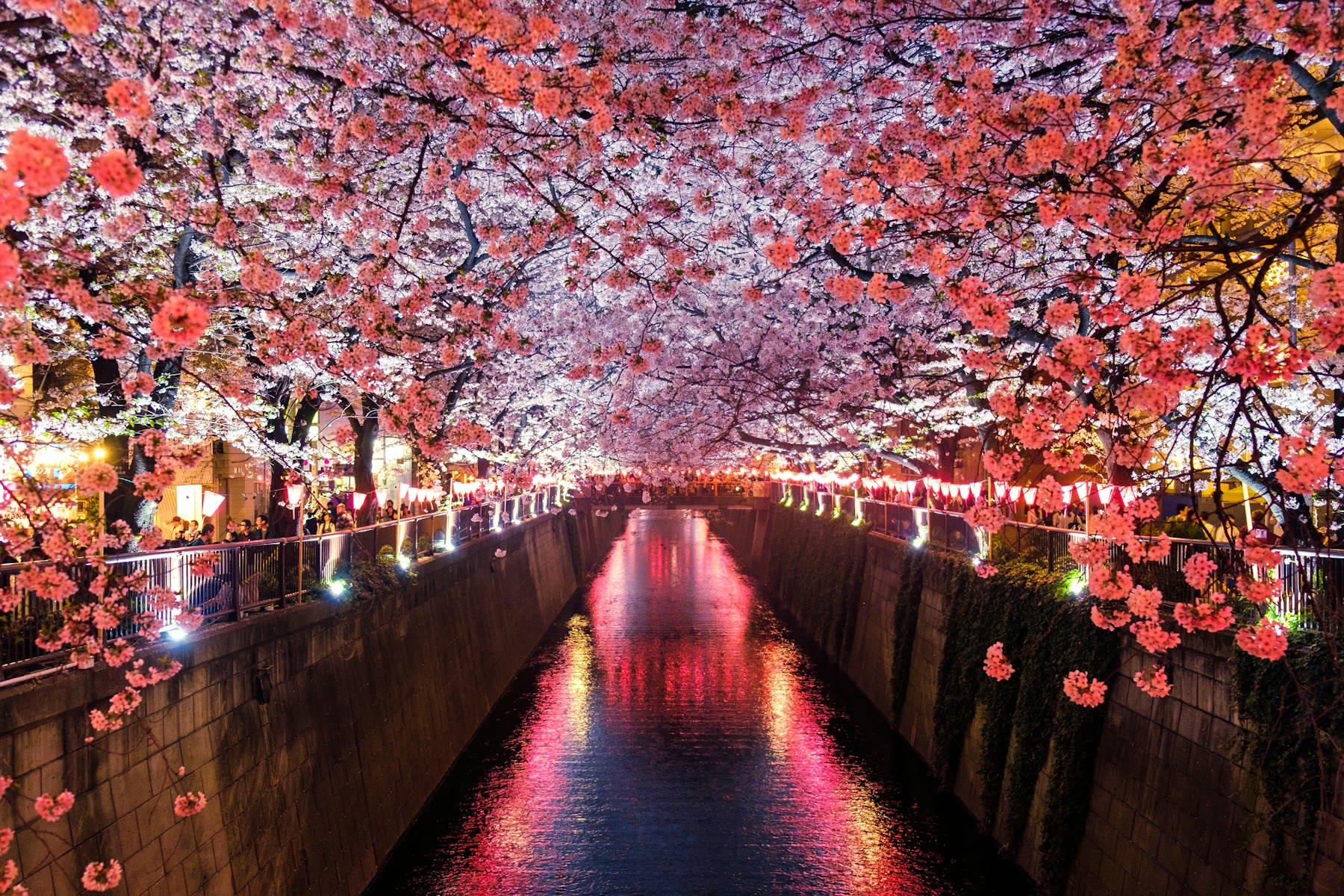 An evening canal lined with trees and lanterns